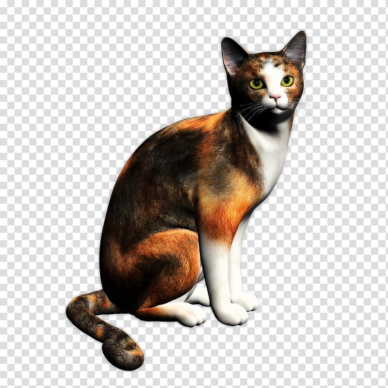 Calico, brown cat art transparent background PNG clipart