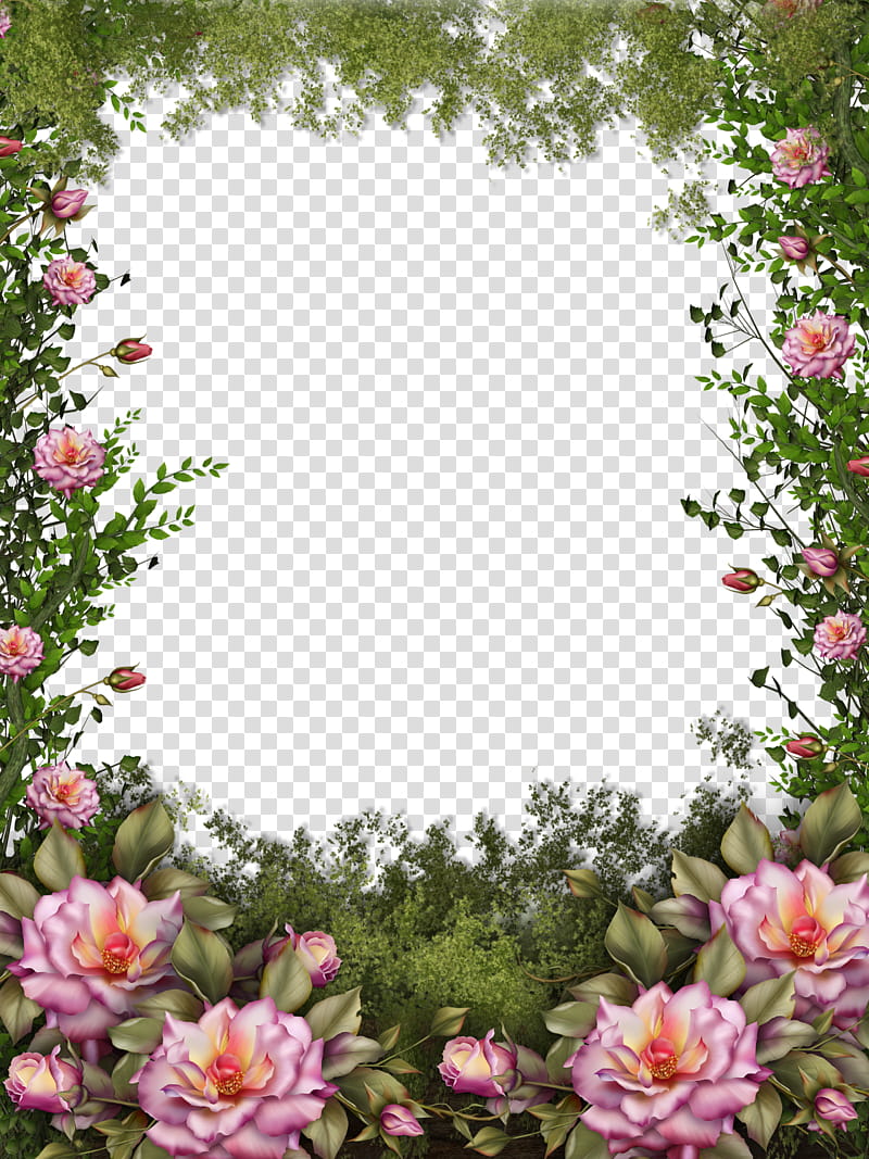 Roses and Moss, pink flowers illustration transparent background PNG clipart