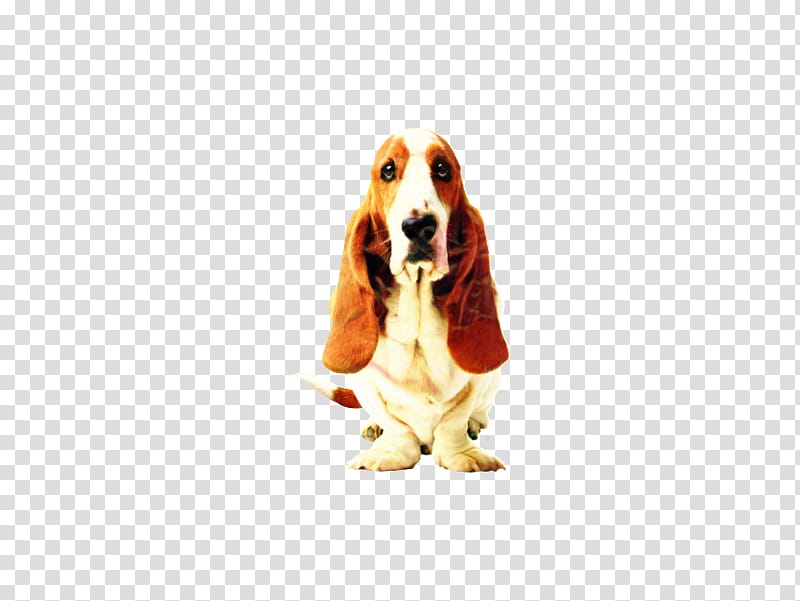 Shoes, Hush Puppies, Puppy, Basset Hound, United States, Hushpuppy, Discounts And Allowances, Hush Puppies Shoes transparent background PNG clipart