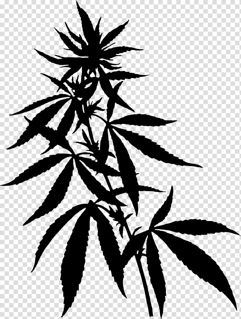 Family Tree, Cannabidiol, Cannabis, Cannabinoid, Hemp, Hemp Oil, Cannabis Sativa, Endocannabinoid System transparent background PNG clipart