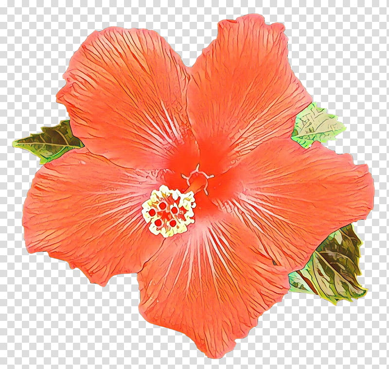 Pink Flower, Hibiscus Tea, Shoeblackplant, Blue Hibiscus, Flowering Tea, Roselle, Drink, Common Hibiscus transparent background PNG clipart