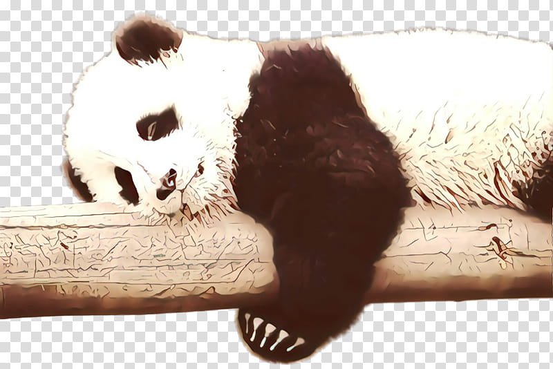 Panda, Bear, Red Panda transparent background PNG clipart