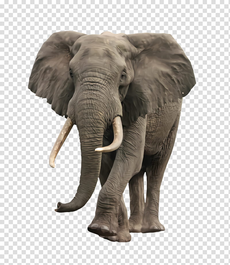 Indian elephant, Elephants And Mammoths, Terrestrial Animal, African Elephant, Wildlife, Animal Figure, Snout transparent background PNG clipart