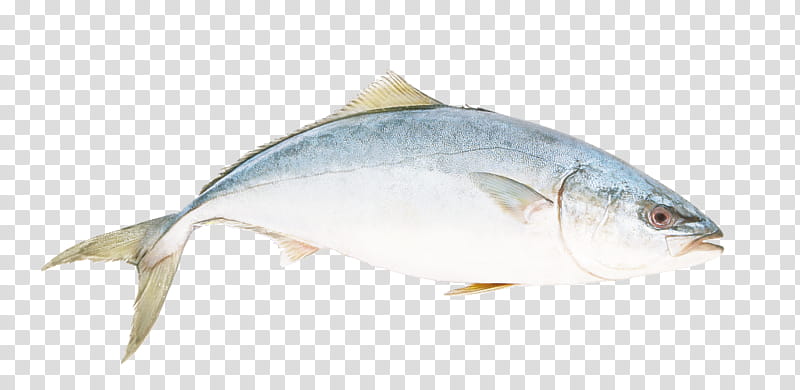 fish fish fish products bony-fish albacore fish, Bonyfish, Fin, Oily Fish, Rayfinned Fish, Yellowtail Amberjack, Tuna transparent background PNG clipart