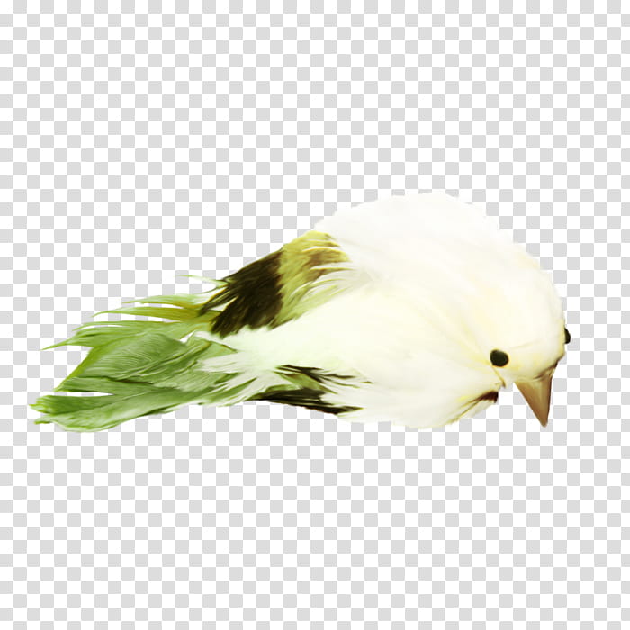 Bird Wing, Beak, Feather, Animal, Peafowl, Roadrunner, Bird Of Prey transparent background PNG clipart