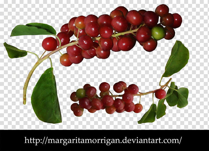 cherries berries, red berries transparent background PNG clipart