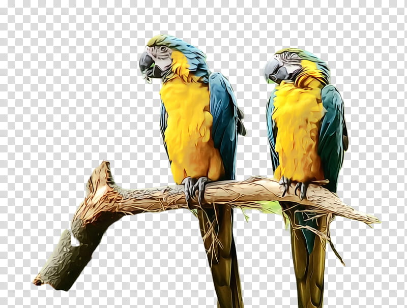 Colorful, Parrot, Bird, Exotic Bird, Tropical Bird, Macaw, Parakeet, Beak transparent background PNG clipart