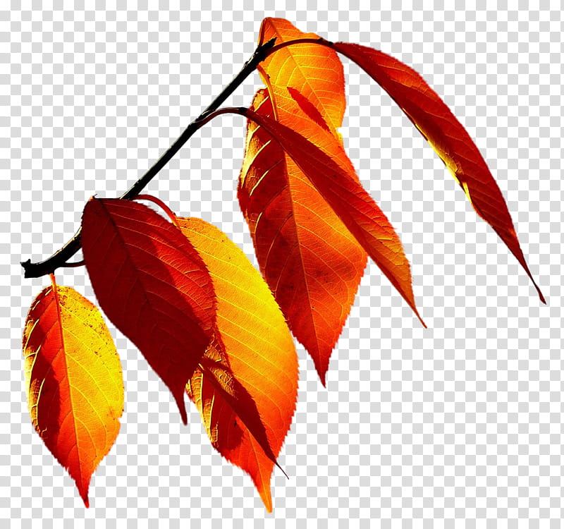 Foliage, dried leaf transparent background PNG clipart