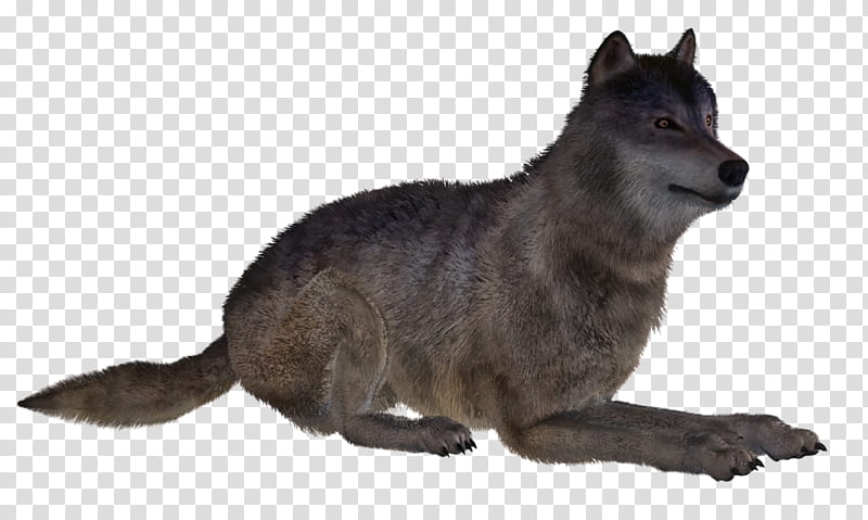 Wolf Poses , lying gray wolf transparent background PNG clipart