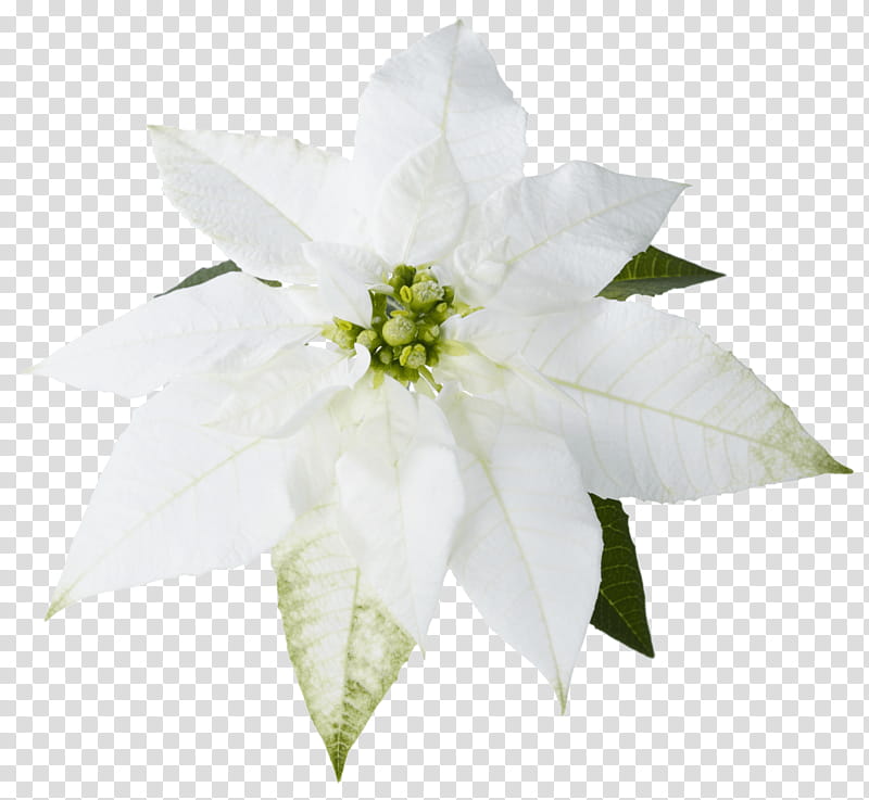 Christmas Poinsettia, Christmas Day, Plants, Flower, Art Museum, Window Box, White, Petal transparent background PNG clipart