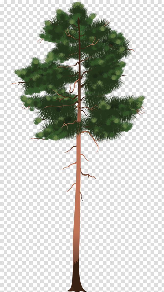 Christmas Tree Branch, Spruce, Flowerpot, Larch, Houseplant, Twig, Leaf, Plant Stem transparent background PNG clipart