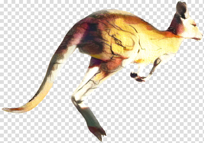 Kangaroo, Macropods, Red Kangaroo, Giraffe, Animal, Drawing, Blog, Macropodidae transparent background PNG clipart