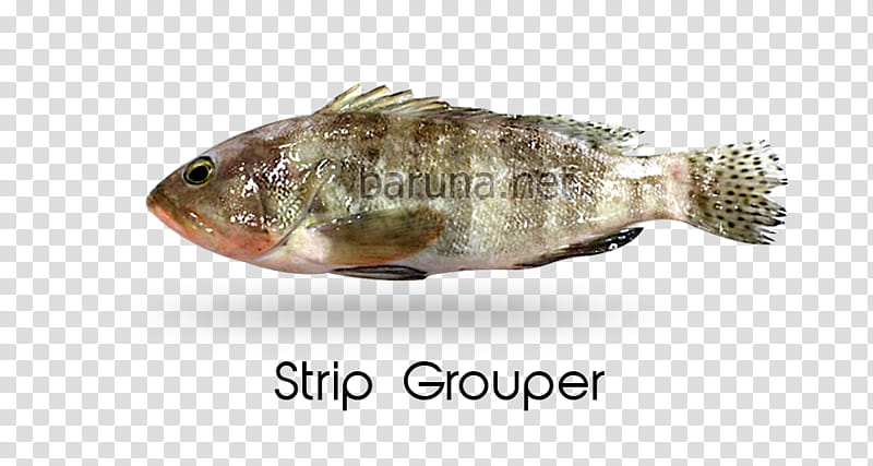 fish fish tilapia tilapia bony-fish, Bonyfish, Bluegill, Rayfinned Fish transparent background PNG clipart
