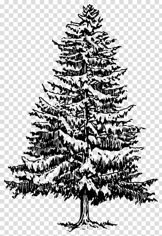 Christmas Tree Line Drawing, Pine, Fir, Eastern White Pine, Ponderosa Pine, Bark, Evergreen, Line Art transparent background PNG clipart