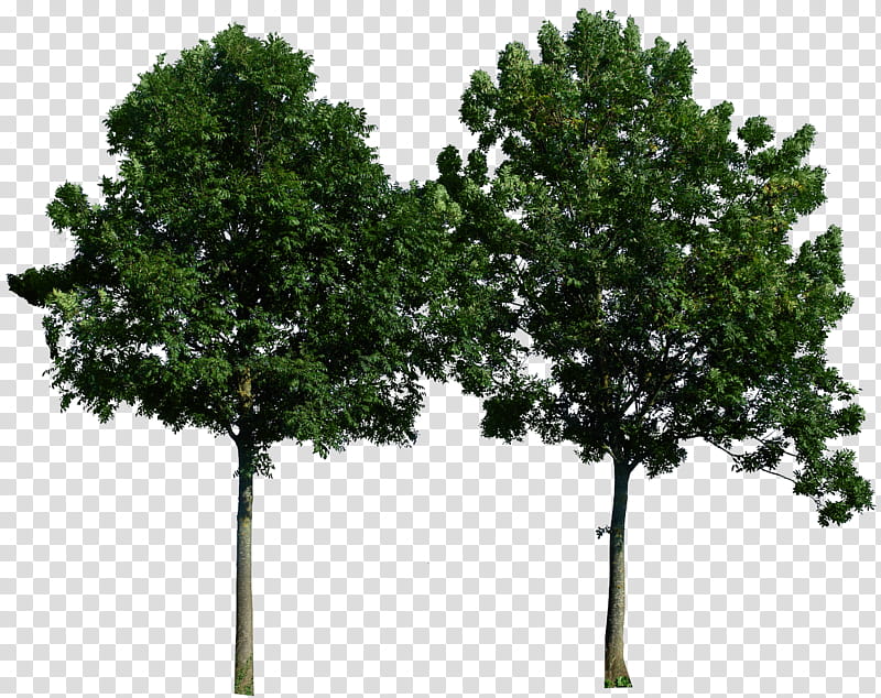 Tree , two green trees transparent background PNG clipart