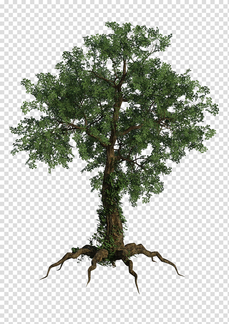 Tree Ivy, green-leafed tree transparent background PNG clipart