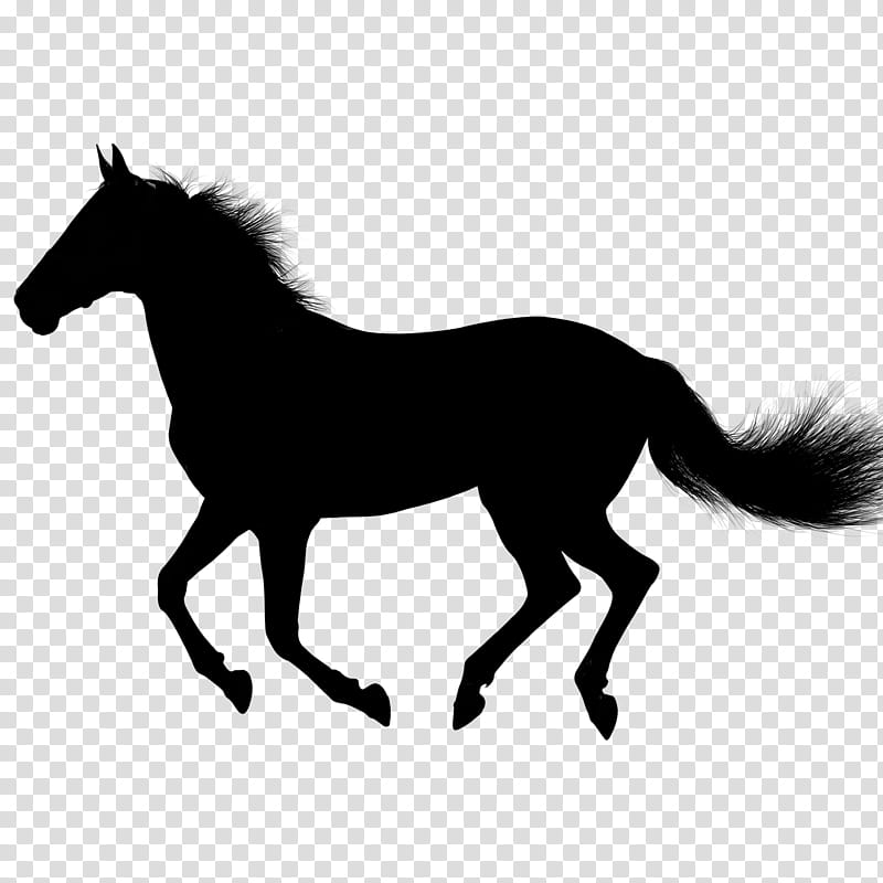 Hair, Horse, Rearing, Black, Canter And Gallop, Equestrian, Mane, White transparent background PNG clipart