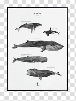 , gray and black whale art transparent background PNG clipart