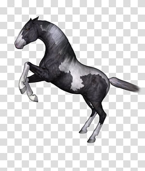 Horses , black and gray horse illustration transparent background PNG clipart thumbnail