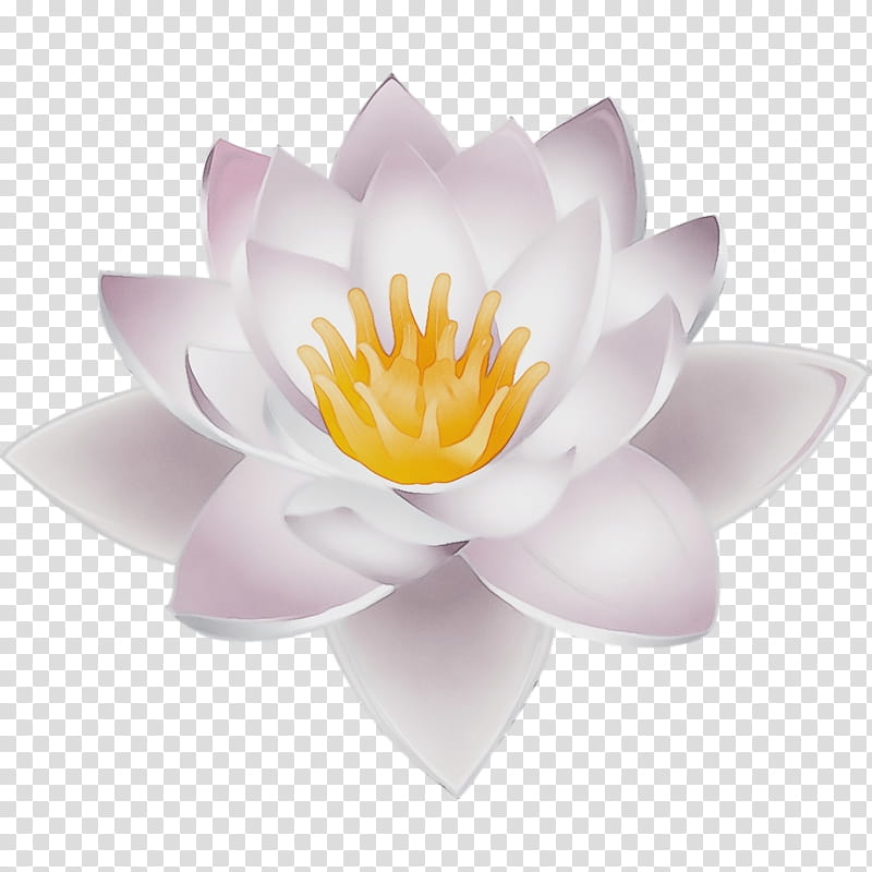 Lotus, Watercolor, Paint, Wet Ink, Fragrant White Water Lily, Petal, Flower, Aquatic Plant transparent background PNG clipart
