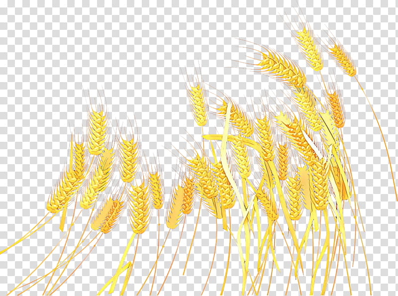 Emmer Yellow, Cereal Germ, Line, Grain, Plant transparent background PNG clipart