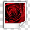 Oxygen Refit,,jpeg, red rose flower transparent background PNG clipart