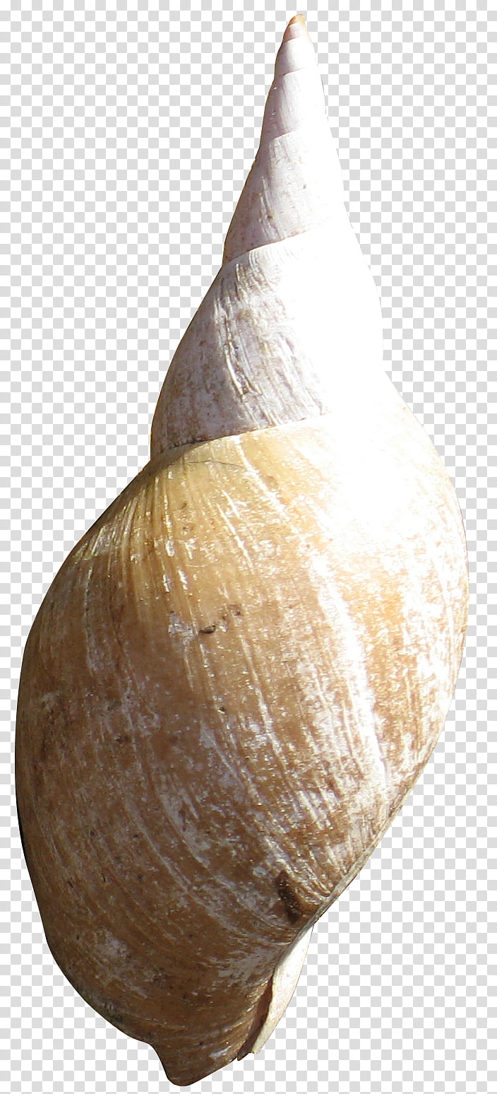 croped snail shells , beige nautilus shell transparent background PNG clipart