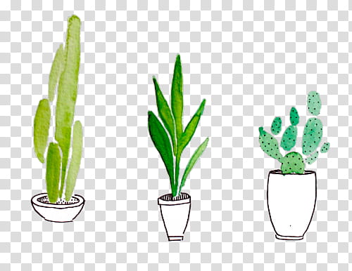 Watch, three green cactus in vase illustration transparent background PNG clipart