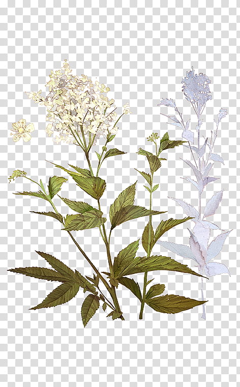 Tree Branch, Meadowsweet, Plants, Russia, Shrub, Plant Stem, Flower, Herb transparent background PNG clipart