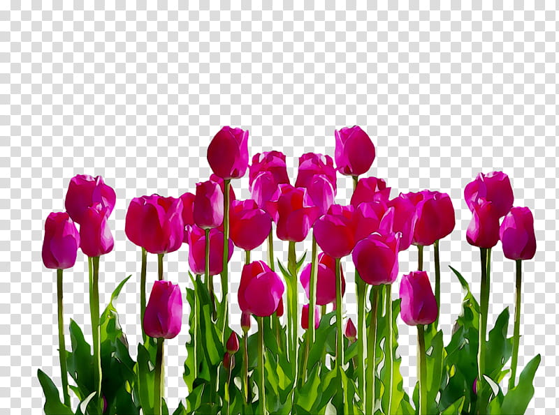 Flowers, Tulip, Daffodil, Bulb, Petal, Plant, Purple, Plant Stem transparent background PNG clipart