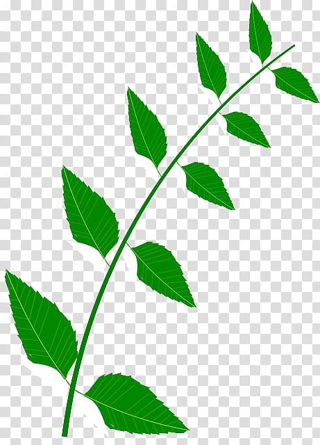 Neem Tree Drawing, Medicinal Plants, Medicine, Leaf, Branch, Plant Stem, Flower, Twig transparent background PNG clipart