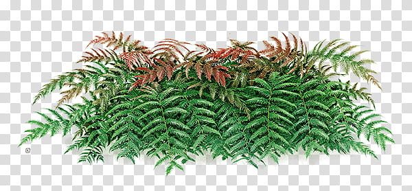 , green fern plant transparent background PNG clipart