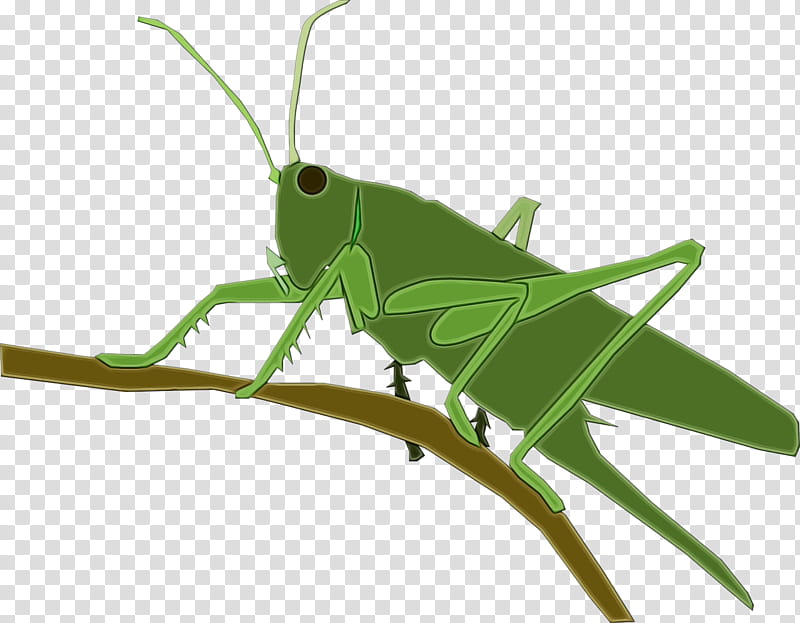Chinese grasshopper Locust Insect Caelifera, Watercolor, Paint, Wet Ink, Green, Video, Cricketlike Insect, Oecanthidae transparent background PNG clipart