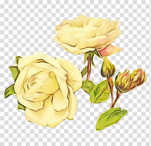 Garden roses, Watercolor, Paint, Wet Ink, Flower, Julia Child Rose, Yellow, Floribunda, Rose Family, Petal transparent background PNG clipart