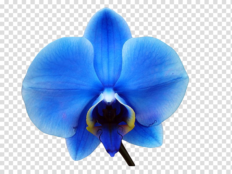 , blue moth orchid in bloom transparent background PNG clipart