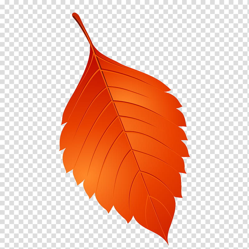 Tree Drawing, Leaf, Orange, Red, Plant, Deciduous, Flower, Beech transparent background PNG clipart