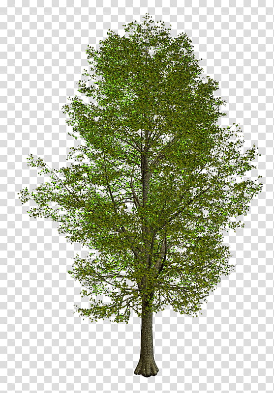 Tree Trunk Drawing, Branch, American Sycamore, Western Sycamore, Oak, Tree House, Willow, Plane Tree Family transparent background PNG clipart
