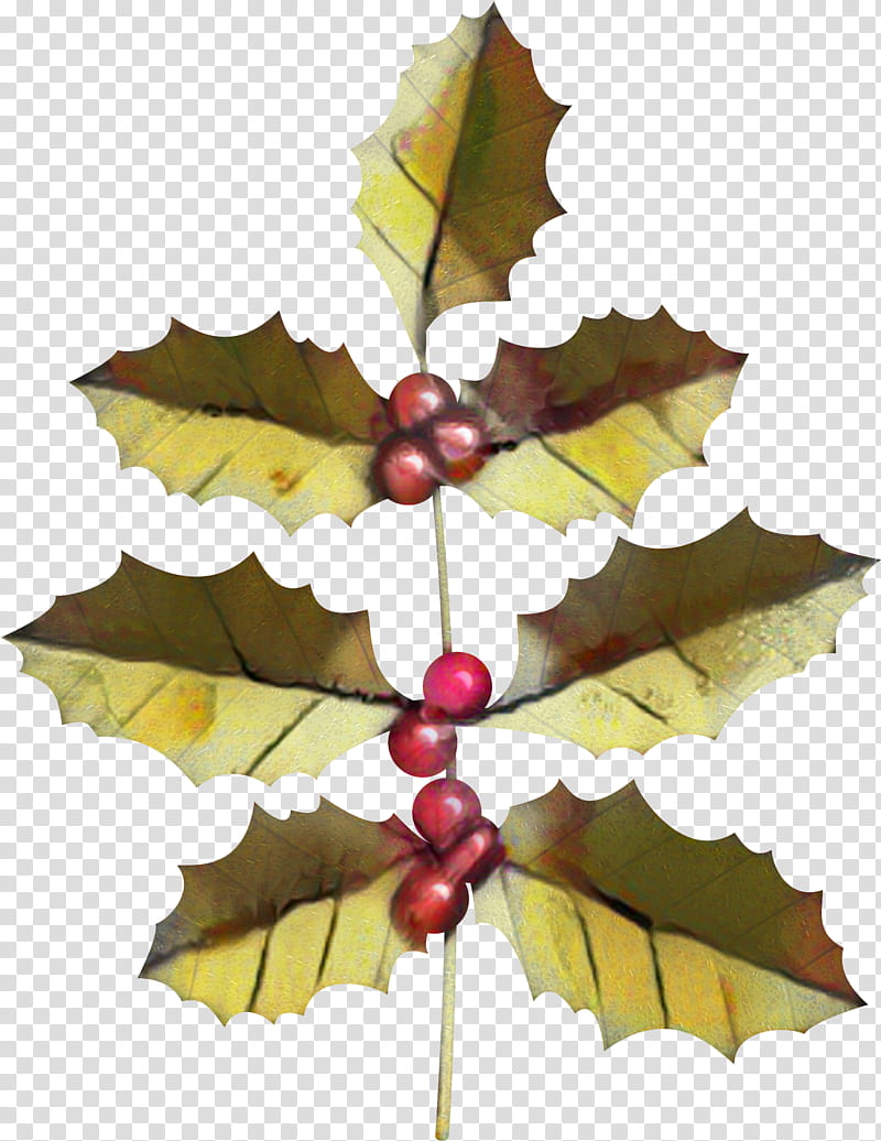 Christmas Tree Leaves, Grape, Aquifoliales, Christmas Ornament, Maple Leaf, Christmas Day, Holly, Grape Leaves transparent background PNG clipart