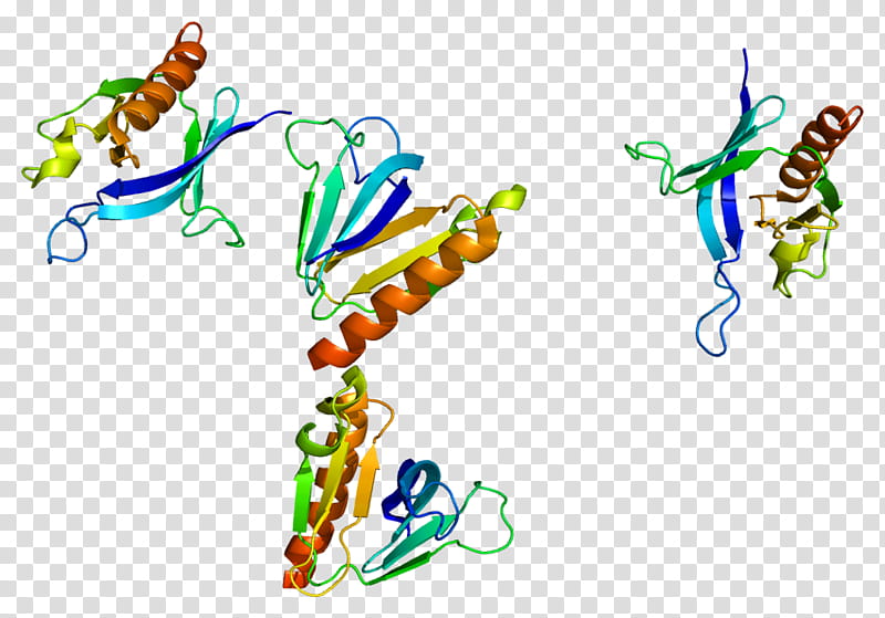 Skap1 Text, Protein, Fyb, Fyn, Skap2, Gene, Signal Transducing Adaptor Protein, Ptprc transparent background PNG clipart