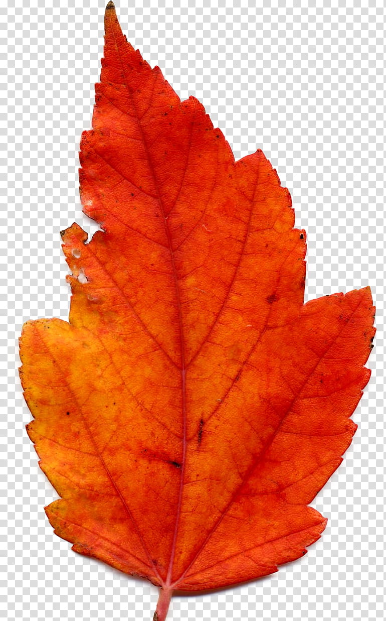 Autumn, leaf transparent background PNG clipart