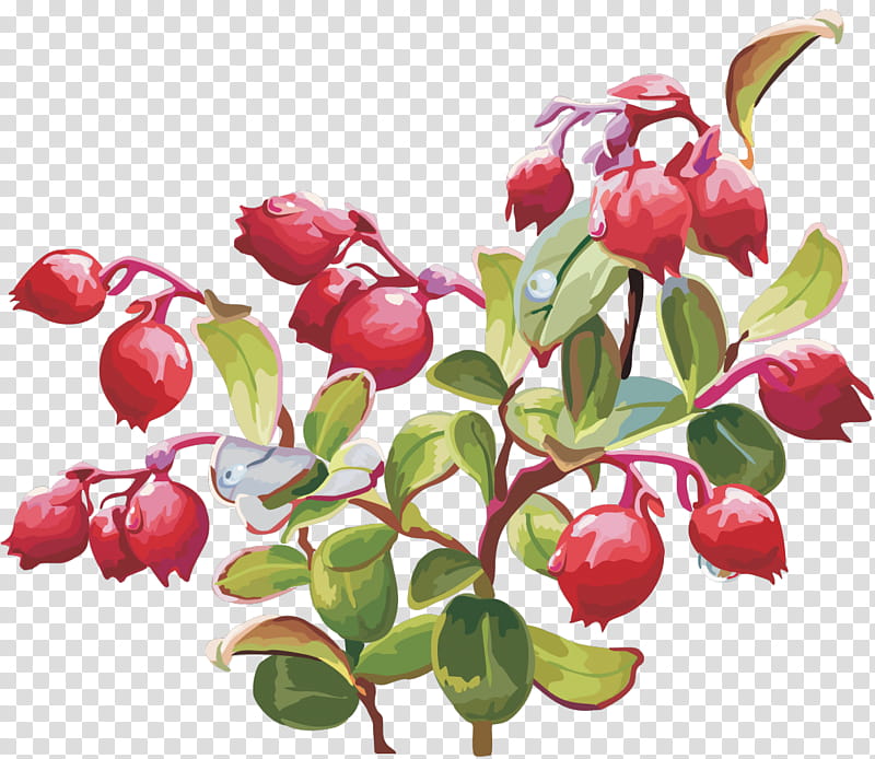 Banana Tree, Berries, Cranberry, Fruit, Cherries, Dried Fruit, Lingonberry, White Currant transparent background PNG clipart