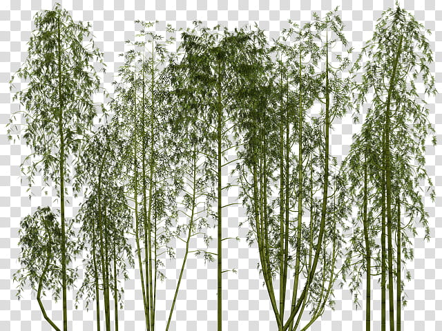 Family Tree, Bamboo, Giant Panda, Flauta De Bambu, Bamboo Musical Instruments, Plant, Grass, Birch transparent background PNG clipart
