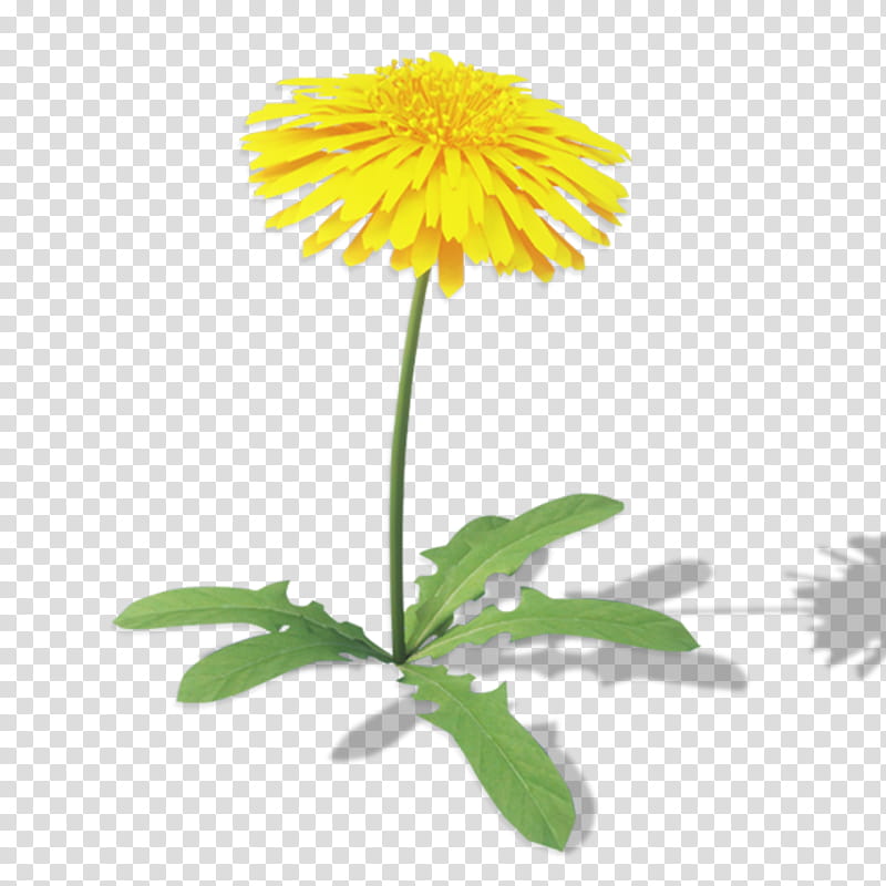Marigold Flower, Chrysanthemum, Oxeye Daisy, Roman Chamomile, Safflower, Daisy Family, English Marigold, Sunflower Seed transparent background PNG clipart