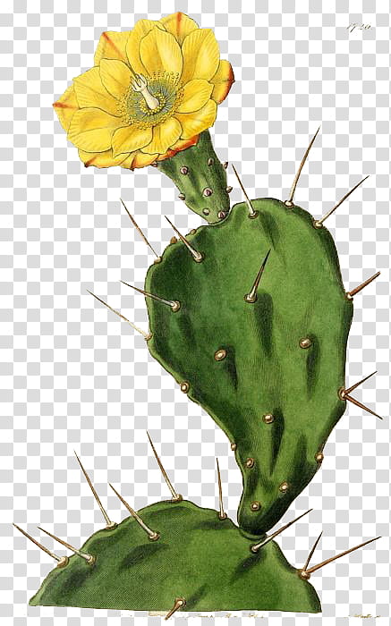 Cactus , yellow petaled flower transparent background PNG clipart