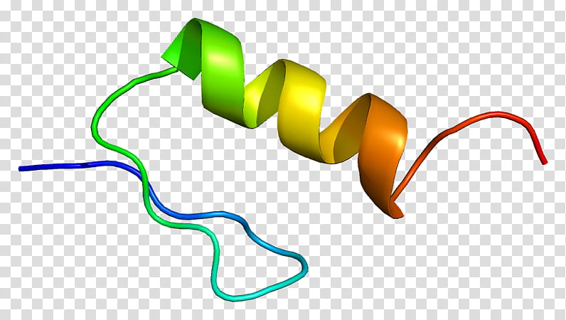 Zfy Line, Zinc Finger, Protein, Y Chromosome, Human, Gene, Y Linkage, Protein A transparent background PNG clipart