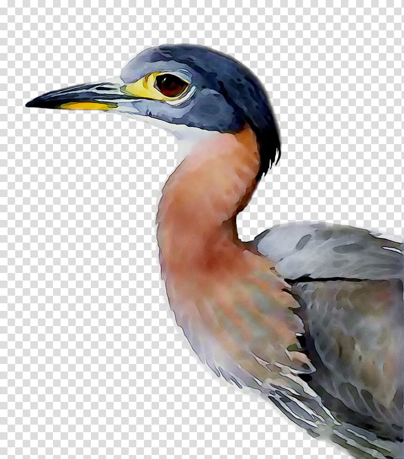 Hornbill Bird, Green Heron, Beak, Feather, Great Blue Heron, Great Heron transparent background PNG clipart