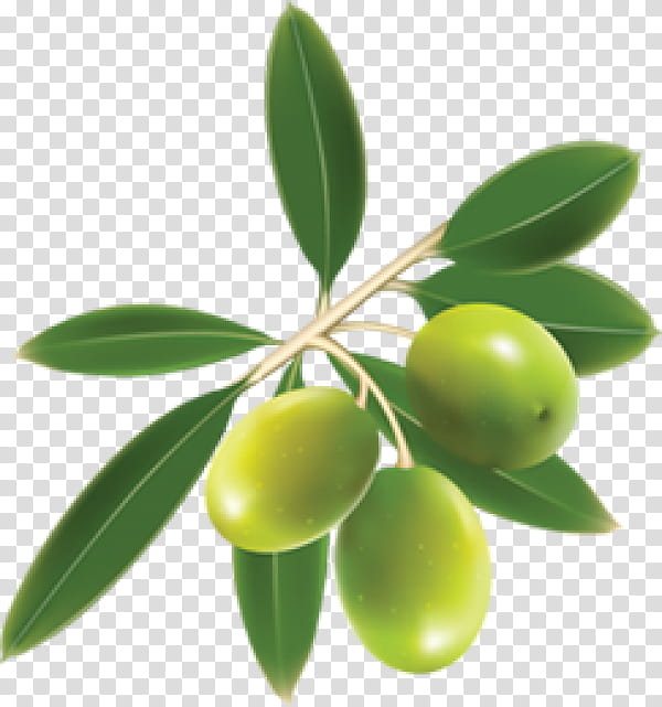 Family Tree, Olive, Mediterranean Cuisine, Olive Oil, Food, Olive Pomace Oil, Cooking Oils, Olive Leaf transparent background PNG clipart
