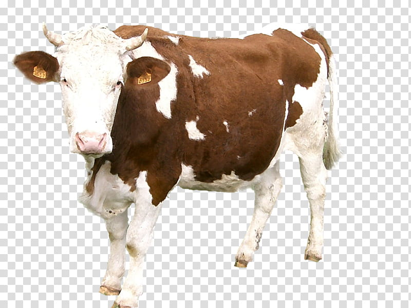 vache détourée Stock Illustration