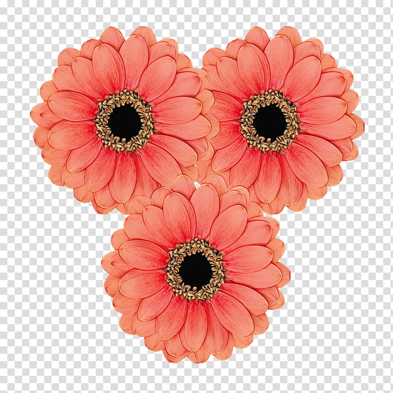 Pink Flowers, Transvaal Daisy, Florist Holland Bv, Cut Flowers, Floristry, Wish List, Green, Red transparent background PNG clipart