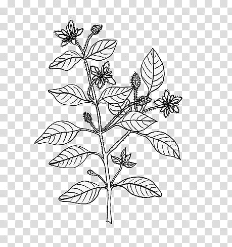 mochizuki  plants, white and black plant drawing transparent background PNG clipart